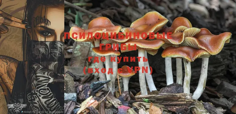 Псилоцибиновые грибы Psilocybe  купить  сайты  Кизляр 