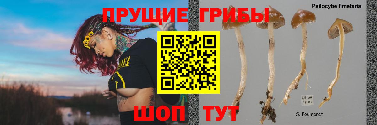 Псилоцибиновые грибы Magic Shrooms  как найти закладки  Кизляр  Псилоцибиновые грибы Psilocybe 
